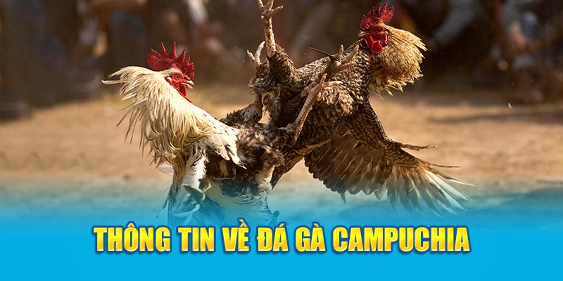 Thông tin về đá gà Campuchia